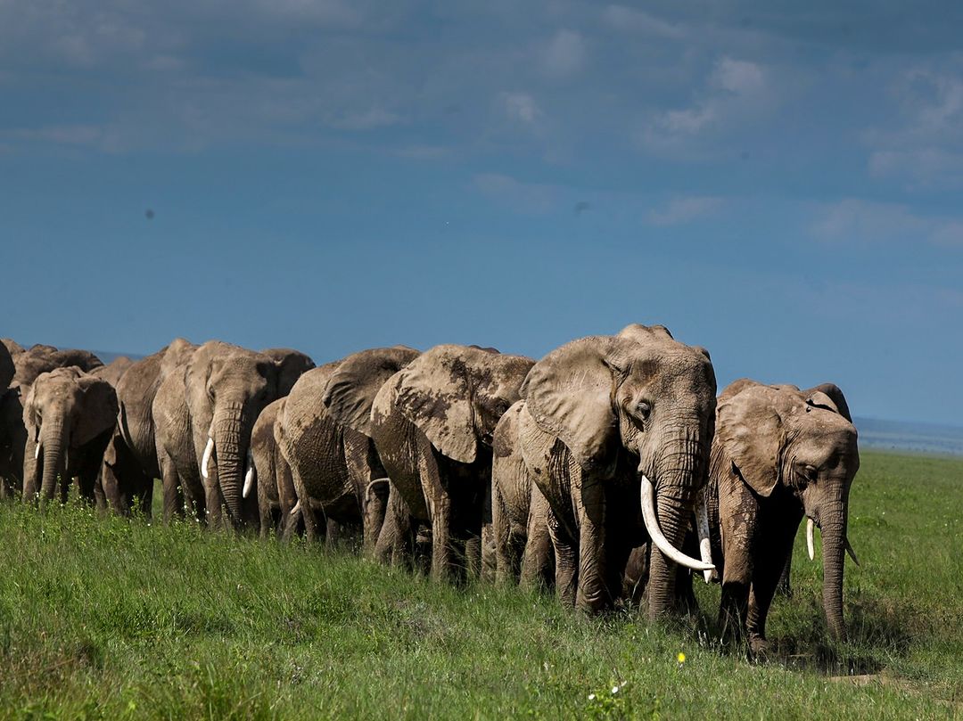 2 Days Amazing Serengeti Safari