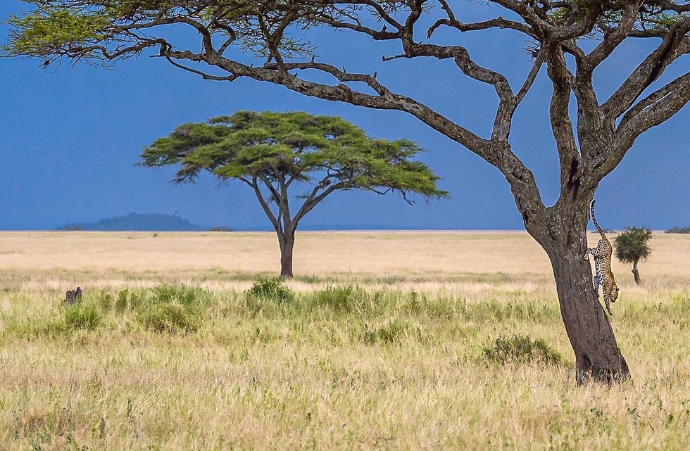 4 Days Tanzania Mid-Range Safari – Tarangire, Serengeti and Ngorongoro Crater