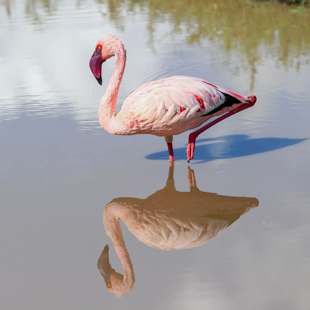 7 Days Tanzania Wildlife Safari